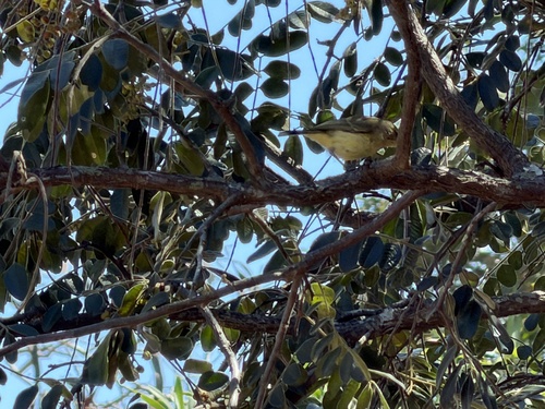 Yellow Thornbill