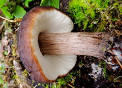 Pluteus rangifer