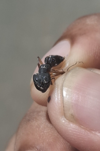 Indian Black Ant
