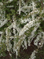 Spiraea cinerea