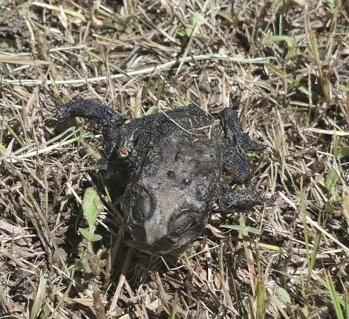 Asian Common Toad