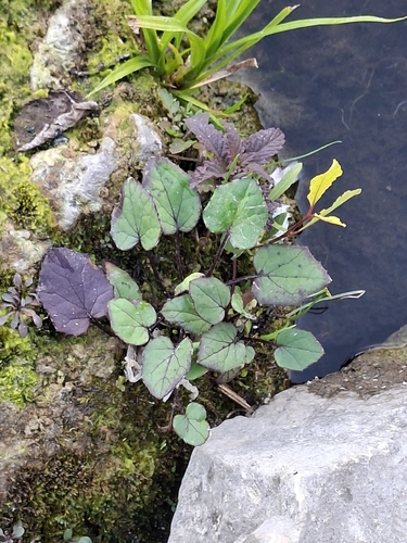 colt's-foot
