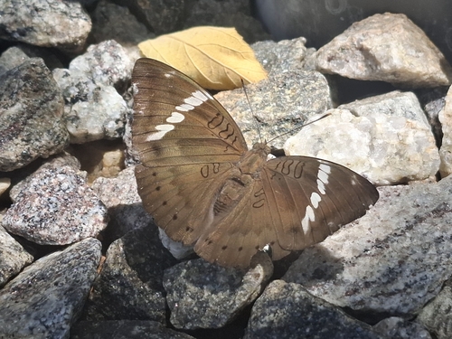 Common Baron