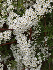 Spiraea cinerea