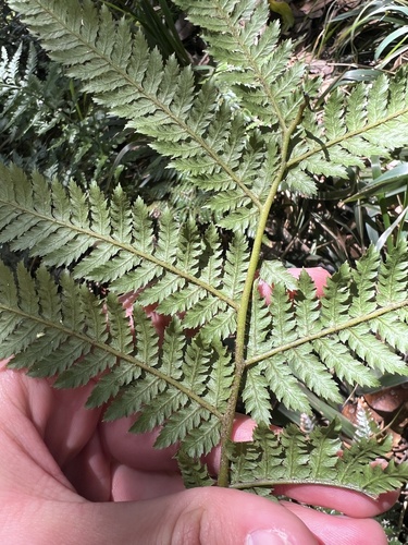Dicksonia fibrosa observed 2026-10-06