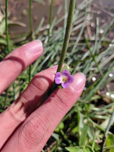 Limnophila chinensis observed 2026-10-09