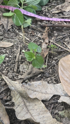 Pepper elder