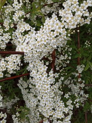 Spiraea cinerea
