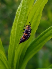 Coccinella septempunctata