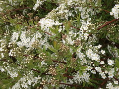 Spiraea cinerea