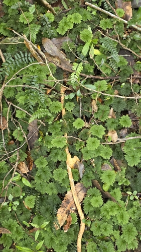 Dendrohypopterygium filiculiforme observed 2026-10-01