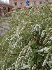 Spiraea cinerea
