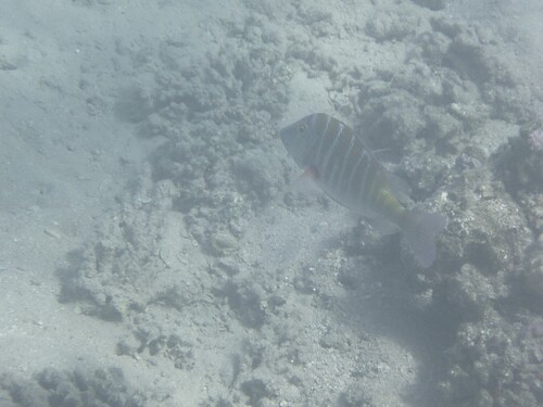 Lethrinus mahsena observed 2026-10-07