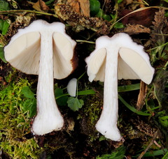 Pluteus rangifer