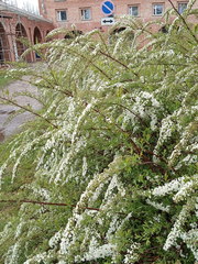 Spiraea cinerea