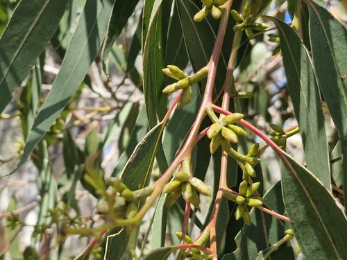Eucalyptus goniocalyx observed 2026-10-09