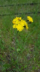 Pilosella caespitosa