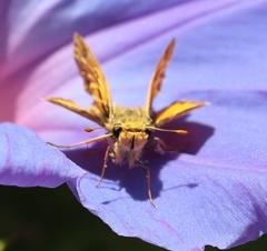 Hylephila phyleus phyleus