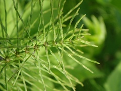 Equisetum pratense