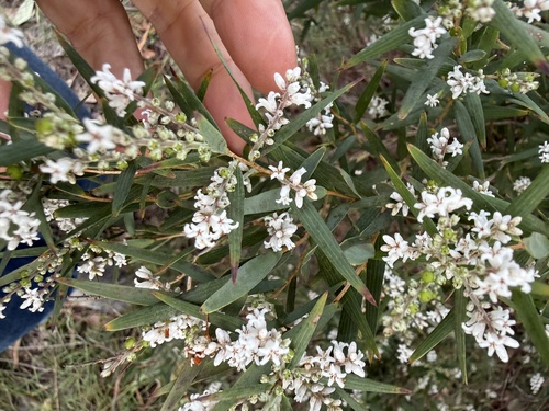 Leucopogon australis, 2026-10-09