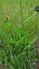 Pilosella caespitosa