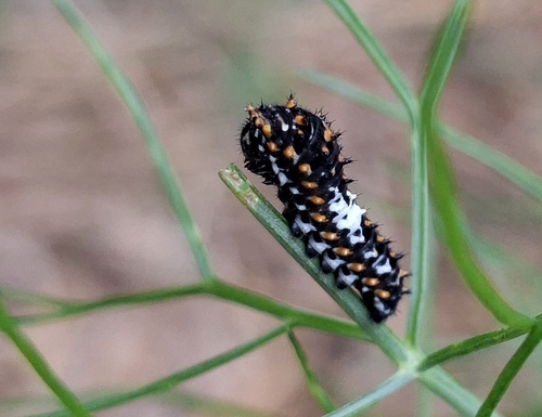 Old World Swallowtail