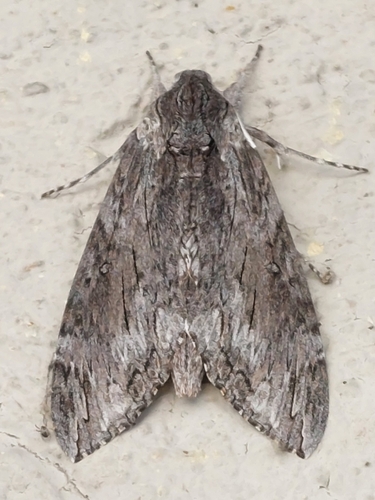 Convolvulus Hawkmoth