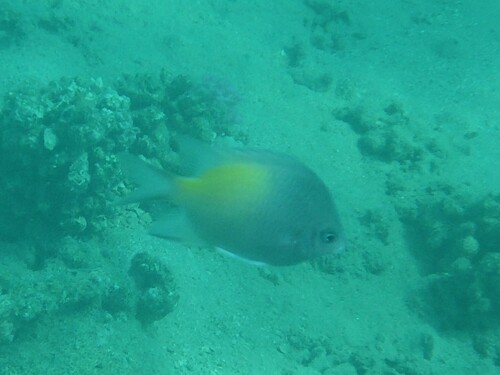 Amblyglyphidodon flavilatus observed 2026-10-07