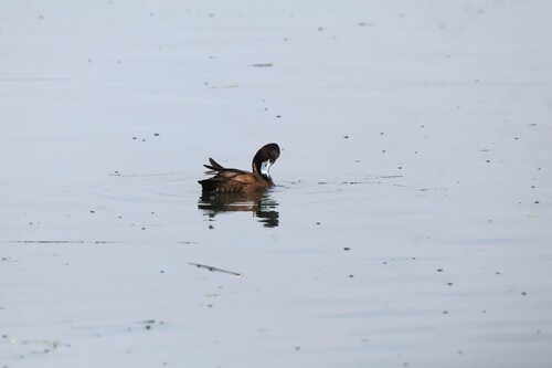 iNaturalist image