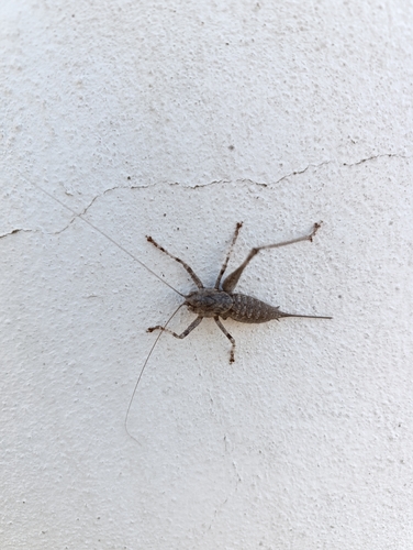 Two-toothed Bush-cricket