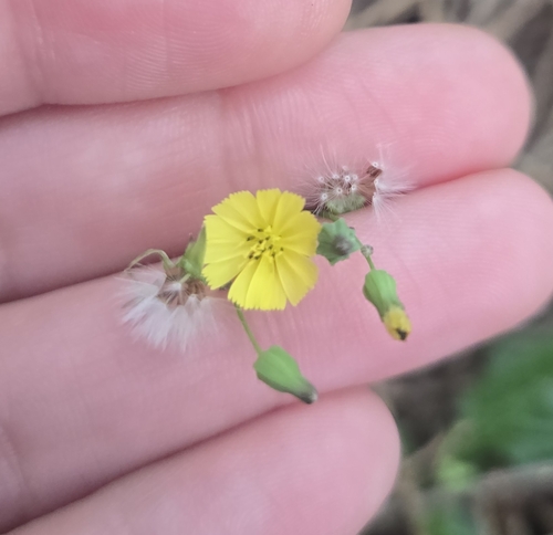 Youngia japonica observed 2026-10-08