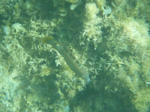 Cheilinus abudjubbe observed 2026-10-07