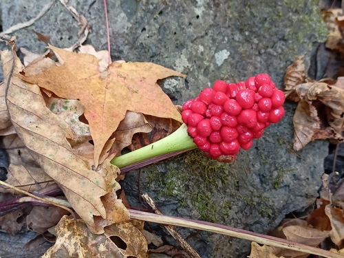 Amur Jack-in-the-pulpit