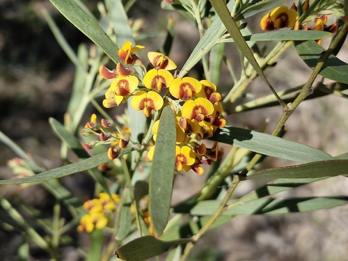 Daviesia mimosoides observed 2026-10-09