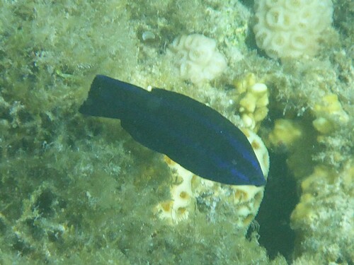 Larabicus quadrilineatus observed 2026-10-07
