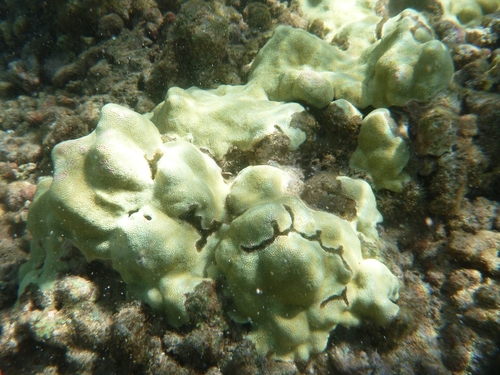 Porites lobata observed 2026-10-06