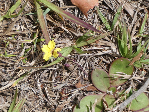 Goodenia mystrophylla observed 2026-10-09