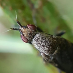 Euthycera cribrata