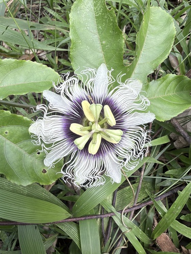 Passiflora edulis observed 2026-10-03