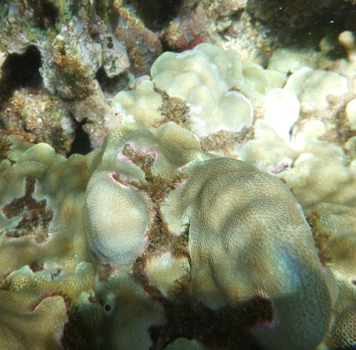 Porites lobata observed 2026-10-06