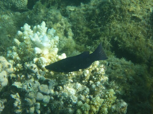 Larabicus quadrilineatus observed 2026-10-07