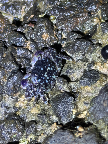 Pachygrapsus, 2026-10-08