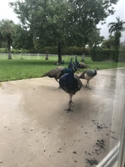 Pavo cristatus × muticus