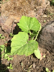 Cucurbita maxima