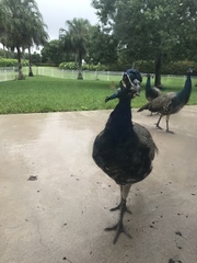 Pavo cristatus × muticus