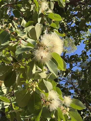 Syzygium suborbiculare observed 2026-10-09