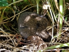 Microtus californicus