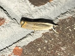 Parapediasia decorellus