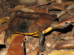 Twisted-Neck Turtle photo 1