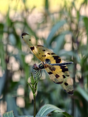 Common Picture Wing